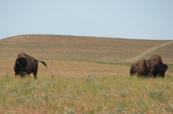 Bison at Kansas's Tallgrass Prairie Preserve
